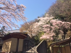 箱根桜１